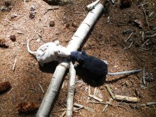 Prašivka s kámošem